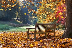 Fall Scenery Photo